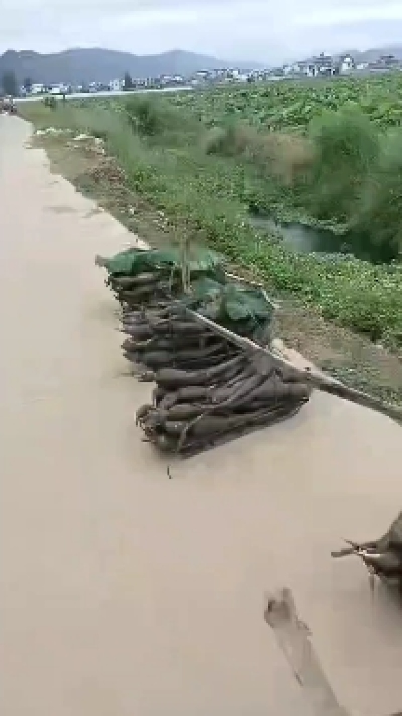 云南新藕开始大量上市