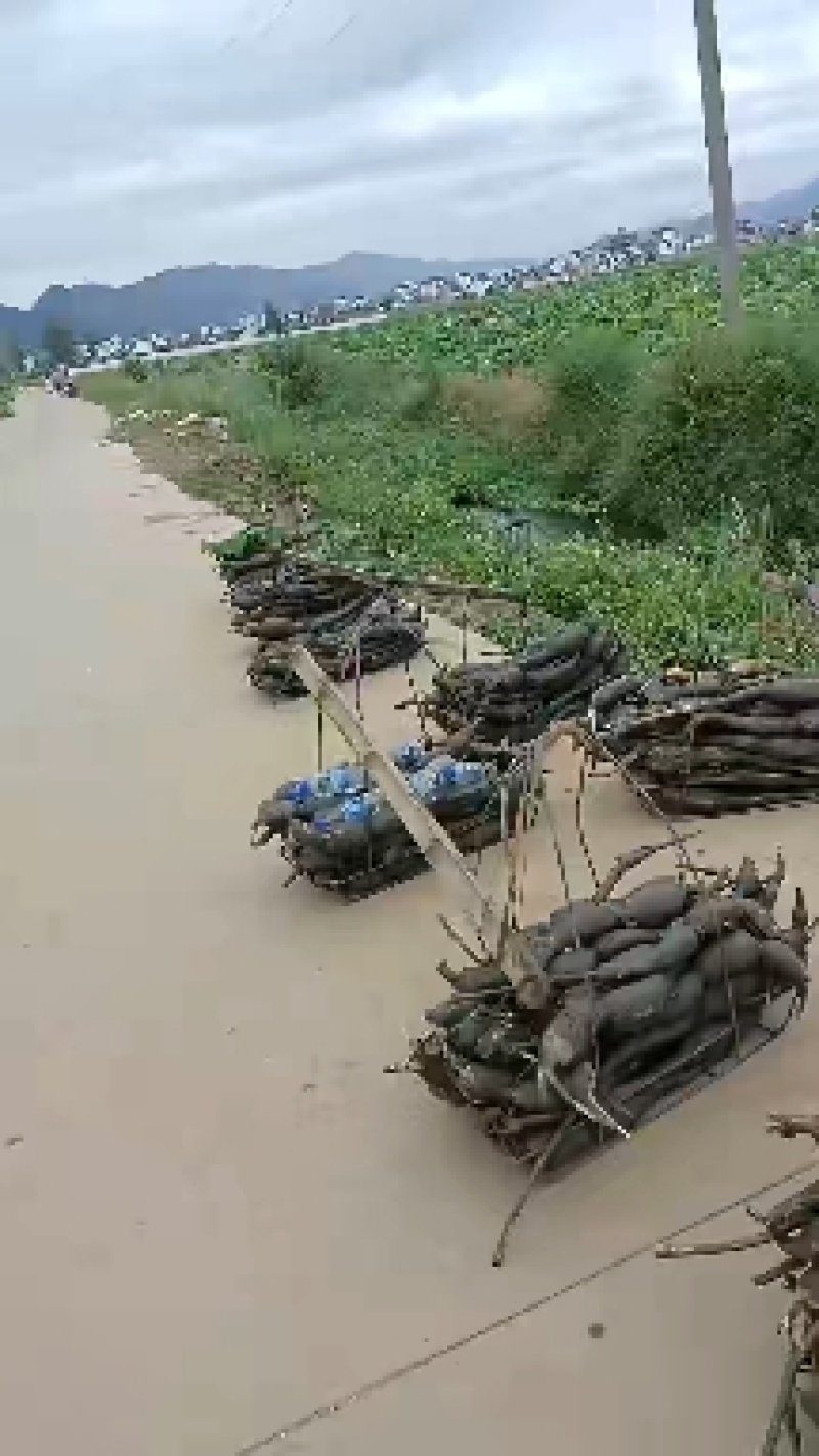 云南新藕开始大量上市