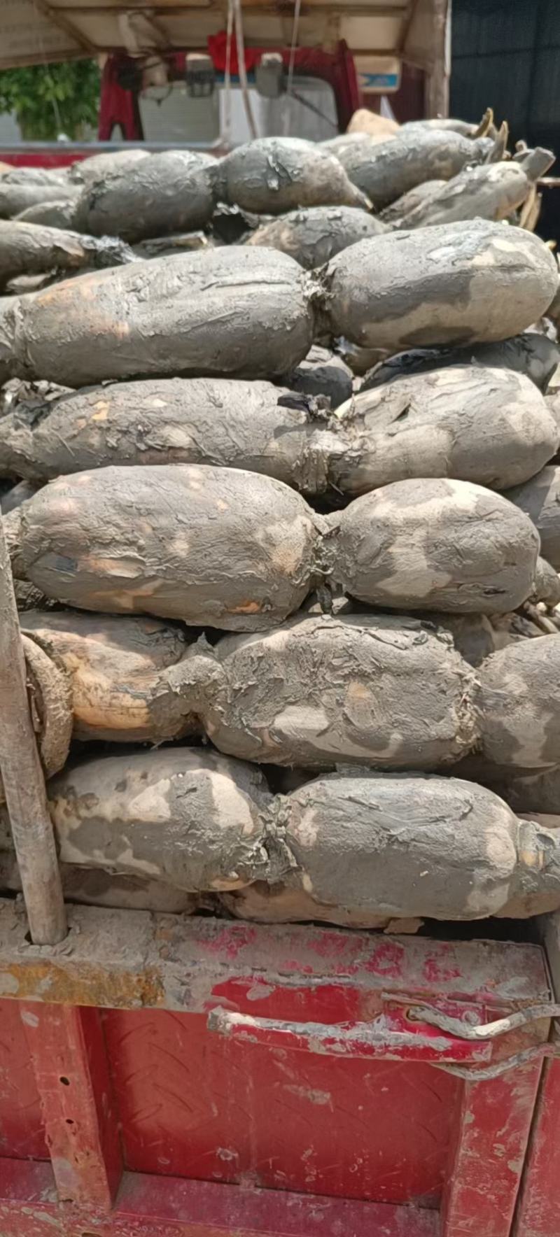 云南新藕开始大量上市