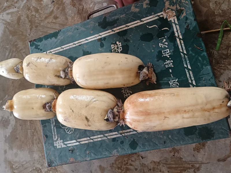 云南新藕开始大量上市