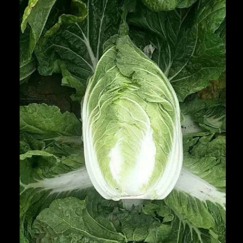 精品白菜价格美丽，量大从优，支持全国发货，欢迎下单