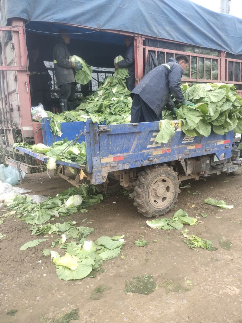精品白菜价格美丽，量大从优，支持全国发货，欢迎下单