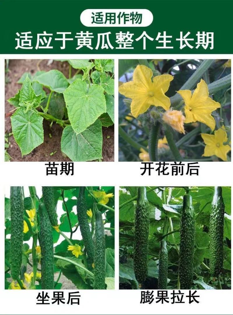 黄瓜苦瓜丝瓜专用拉长绿直增瓜素增产增绿抗病顺直膨大素