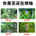 黄瓜苦瓜丝瓜专用拉长绿直增瓜素增产增绿抗病顺直膨大素