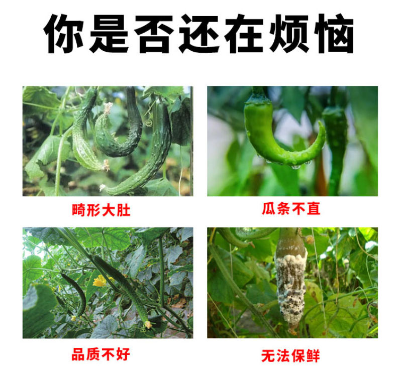黄瓜苦瓜丝瓜专用拉长绿直增瓜素增产增绿抗病顺直膨大素