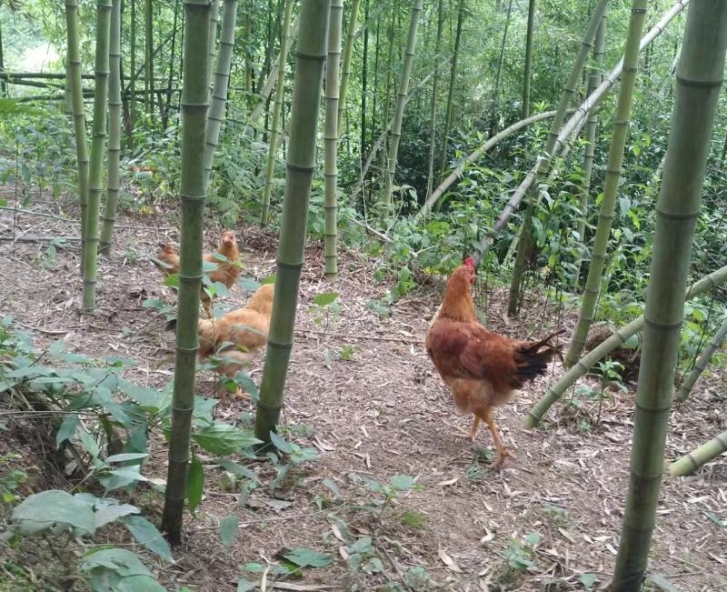 土鸡、土鸡蛋、老母鸡、仔公鸡