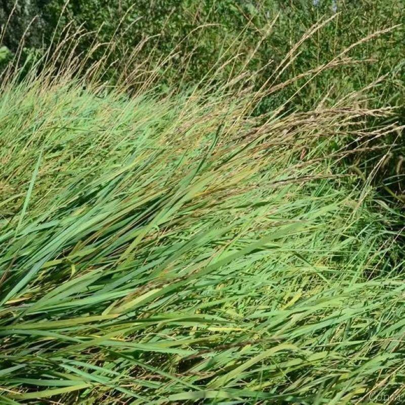 披碱草种子耐寒耐旱耐盐碱抗风沙护坡固土绿化多年生四季牧草