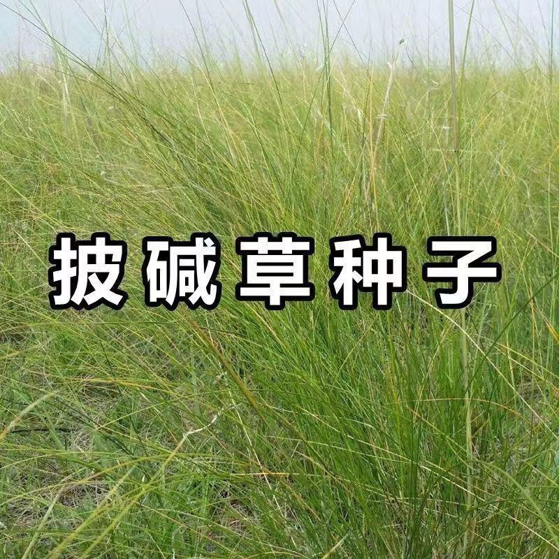 披碱草种子耐寒耐旱耐盐碱抗风沙护坡固土绿化多年生四季牧草