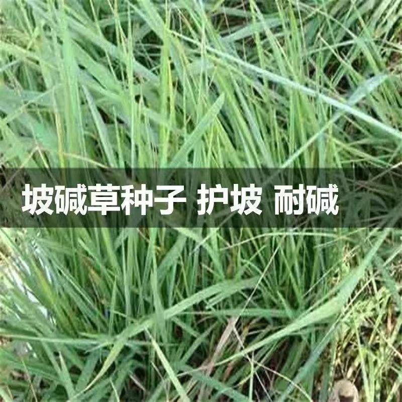 披碱草种子耐寒耐旱耐盐碱抗风沙护坡固土绿化多年生四季牧草