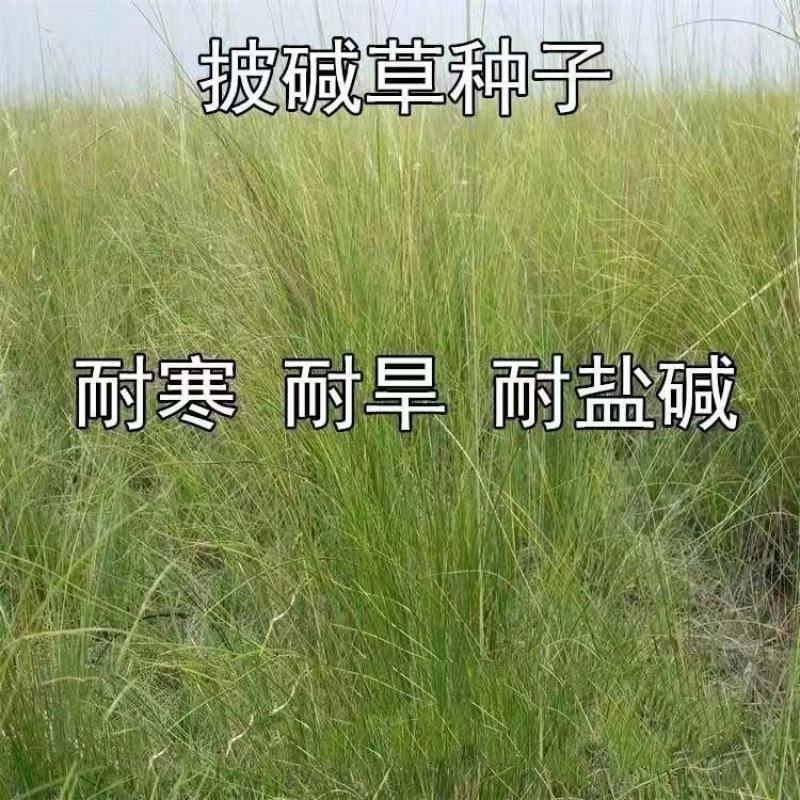 披碱草种子耐寒耐旱耐盐碱抗风沙护坡固土绿化多年生四季牧草