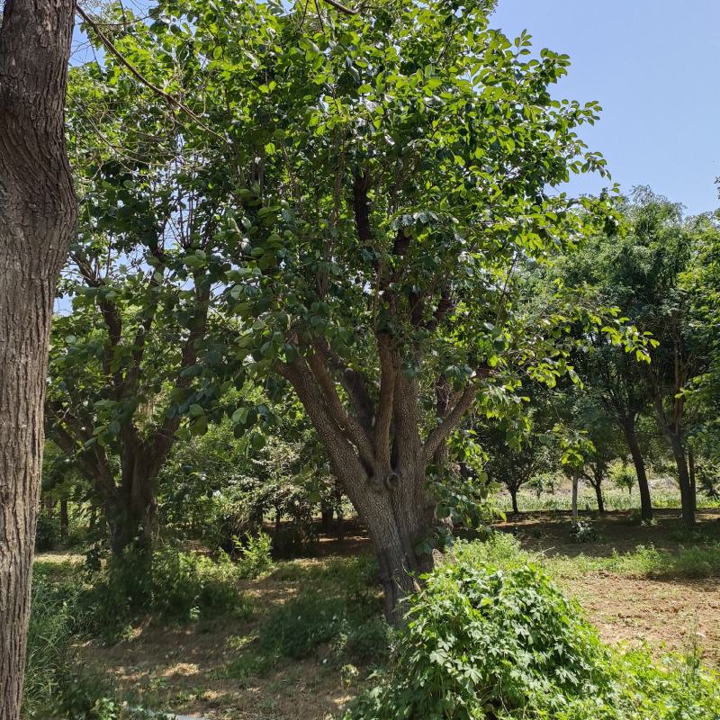 30公分柿子树价格，庭院种植，老桩柿子树