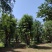 30公分柿子树价格，庭院种植，老桩柿子树