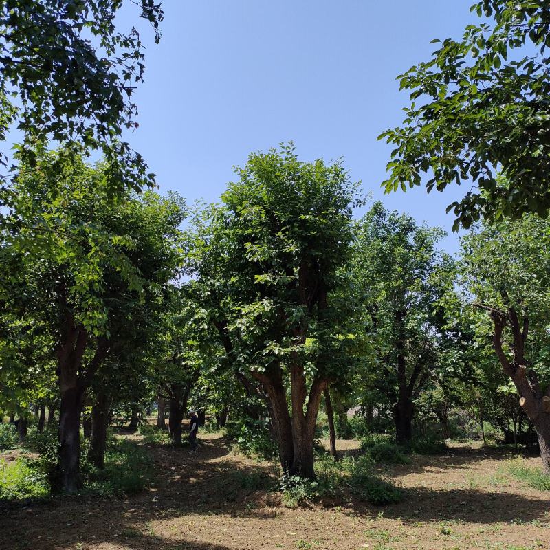 30公分柿子树价格，庭院种植，老桩柿子树