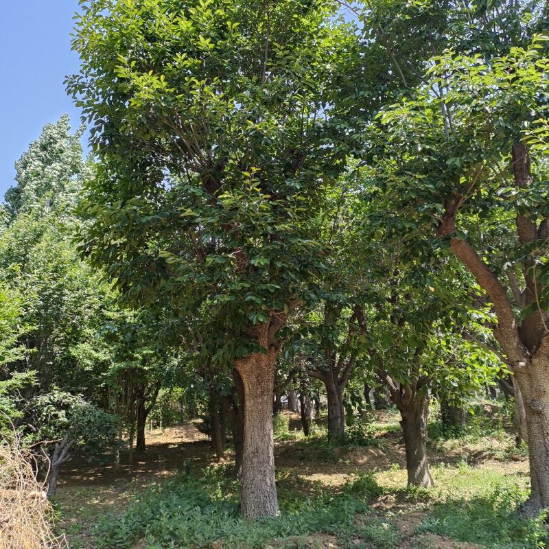 30公分柿子树价格，庭院种植，老桩柿子树
