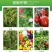 糖醇钾叶面肥快速补钾提早成熟，增加产量提高品质