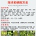 糖醇钾叶面肥快速补钾提早成熟，增加产量提高品质
