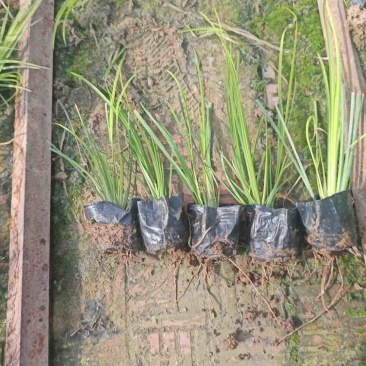 金叶石菖蒲