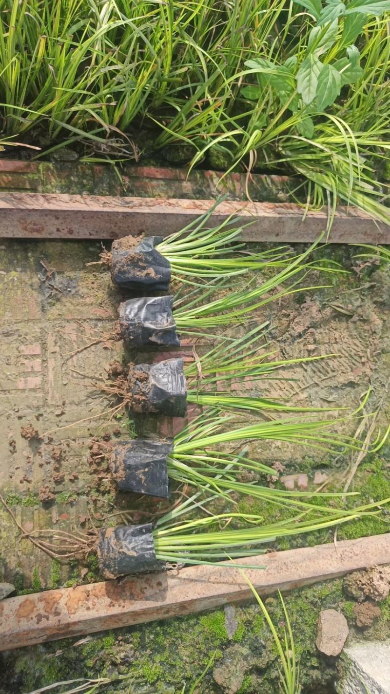 金叶石菖蒲