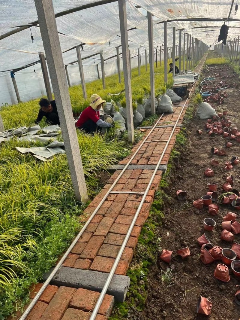 金叶石菖蒲