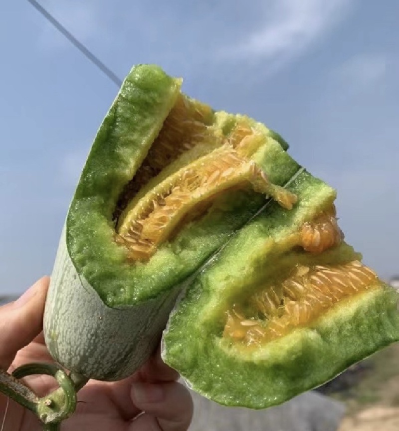 博洋甜瓜规格齐全量大从优一手货源产地直发