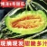 博洋甜瓜规格齐全量大从优一手货源产地直发