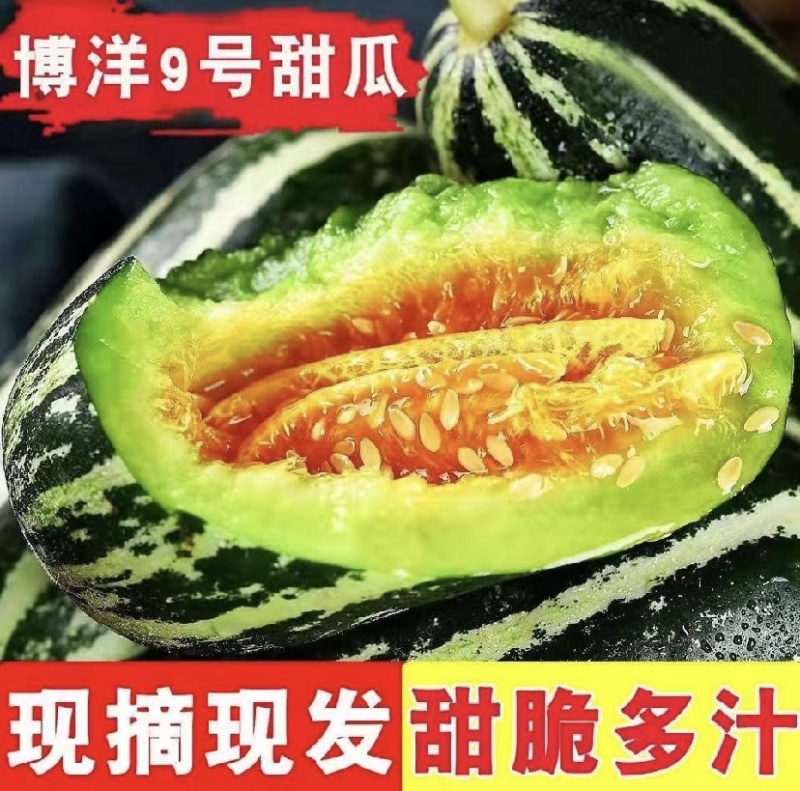 博洋甜瓜规格齐全量大从优一手货源产地直发