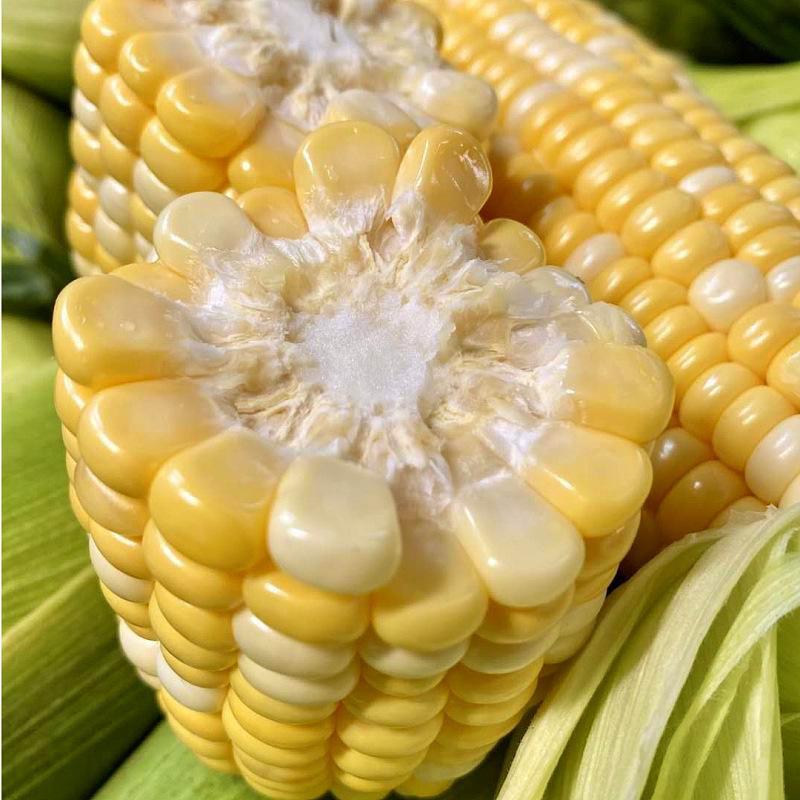 云南水果玉米新鲜应季蔬菜黄白玉米一件代发批发非双色玉米