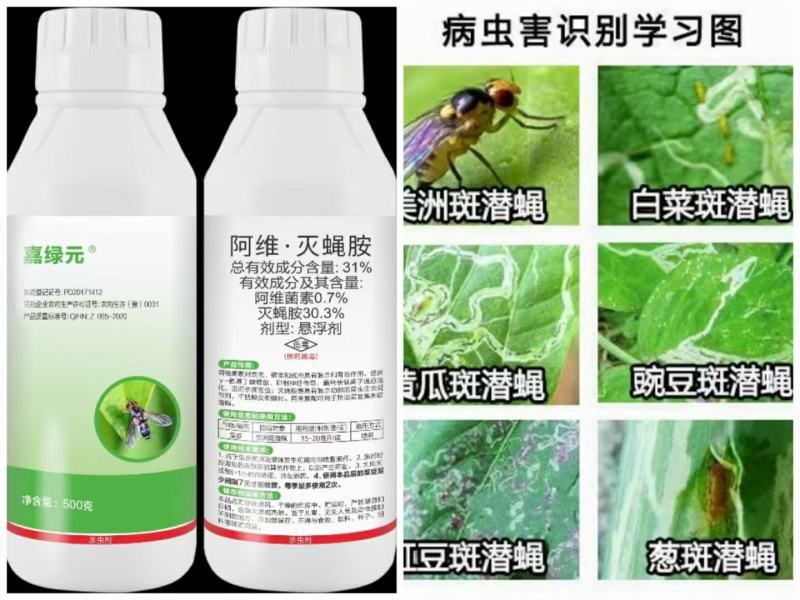 31%阿维灭蝇胺悬浮剂防治对象：美洲斑潜蝇，稻潜叶蝇