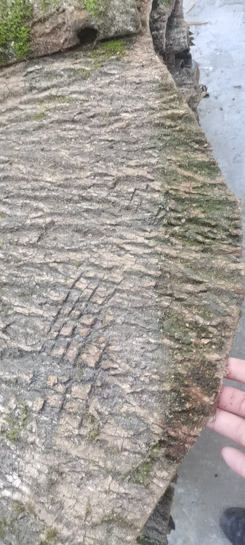 杜仲板皮，杜仲皮三十年以上树龄，3mm以上厚度，产地直发