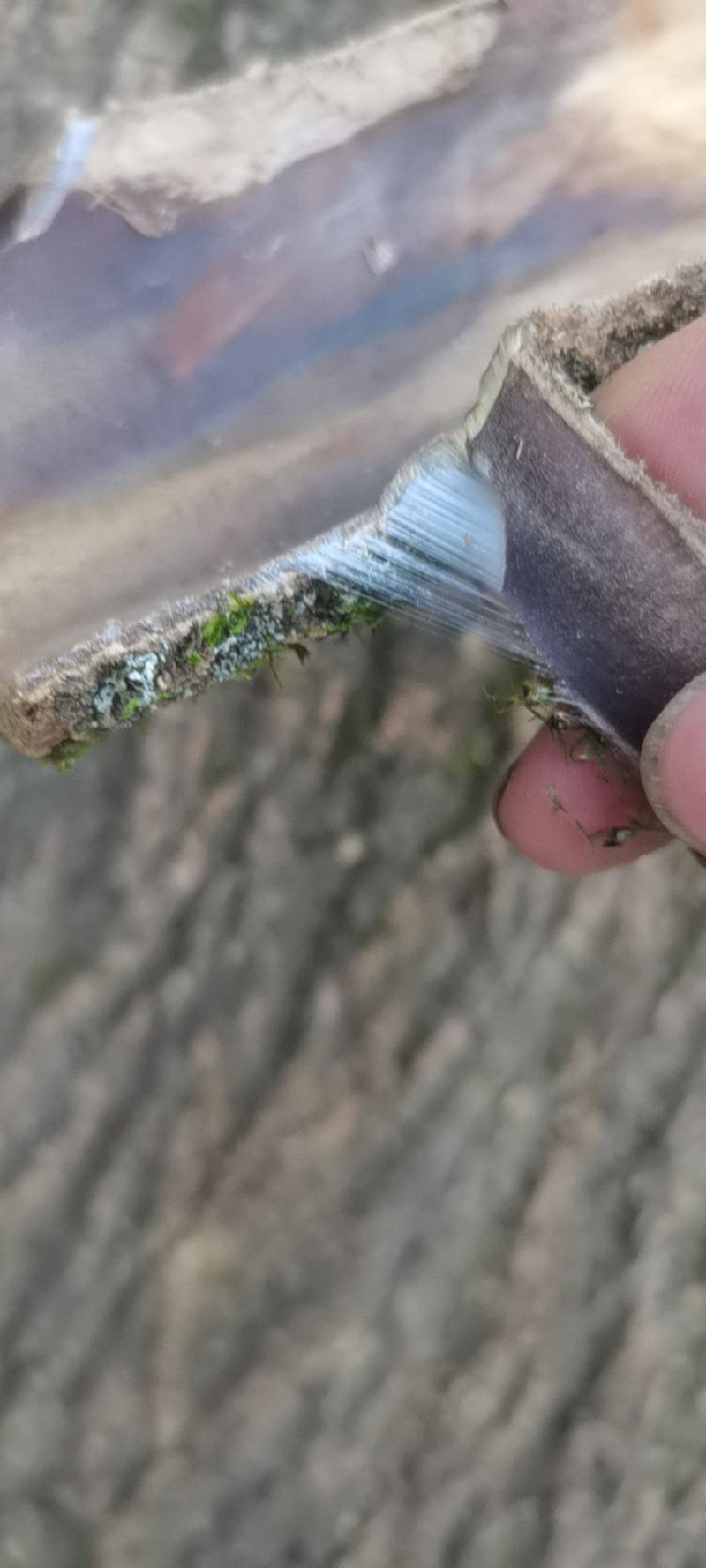杜仲板皮，杜仲皮三十年以上树龄，3mm以上厚度，产地直发