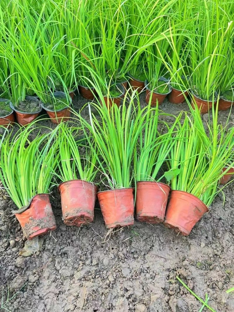 金叶石菖蒲种植基地