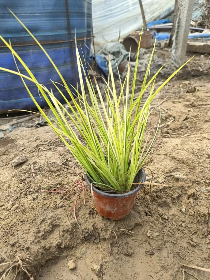 金叶石菖蒲种植基地