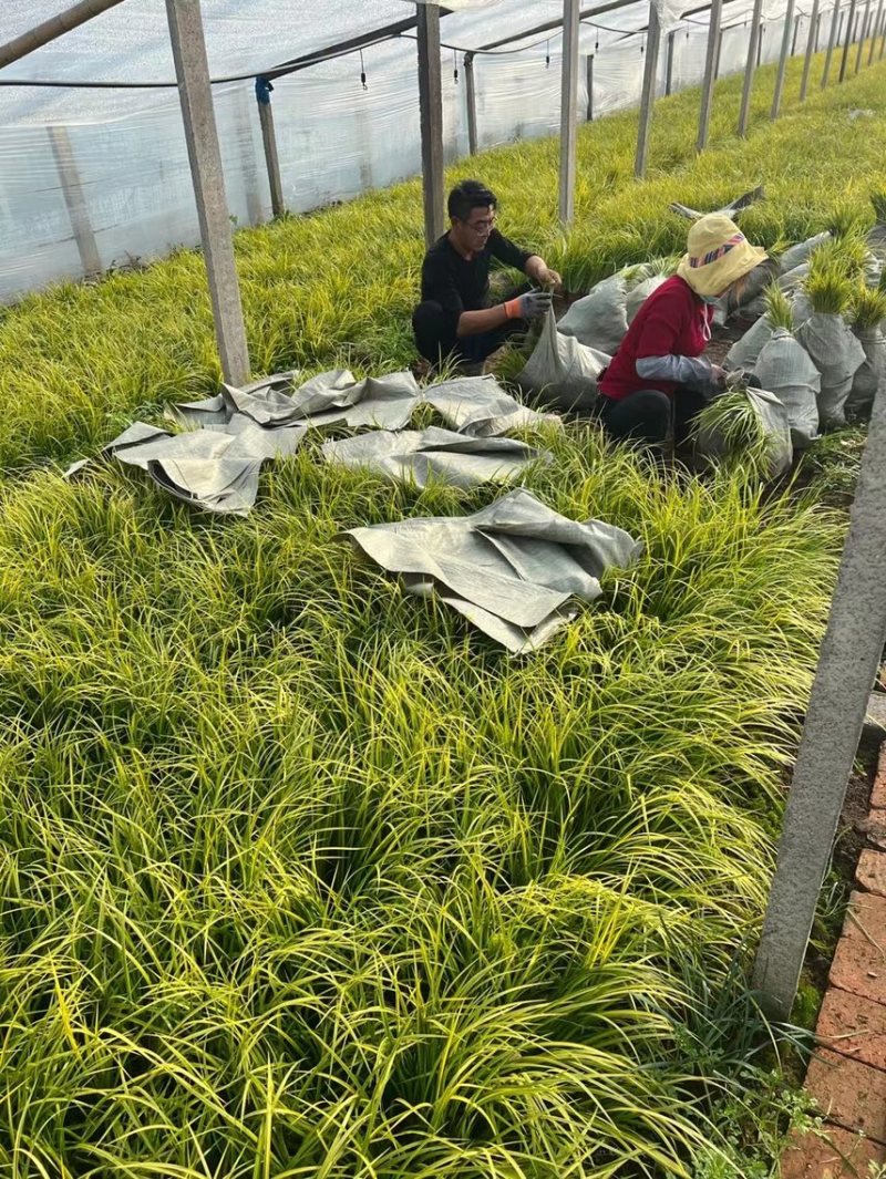 金叶石菖蒲种植基地