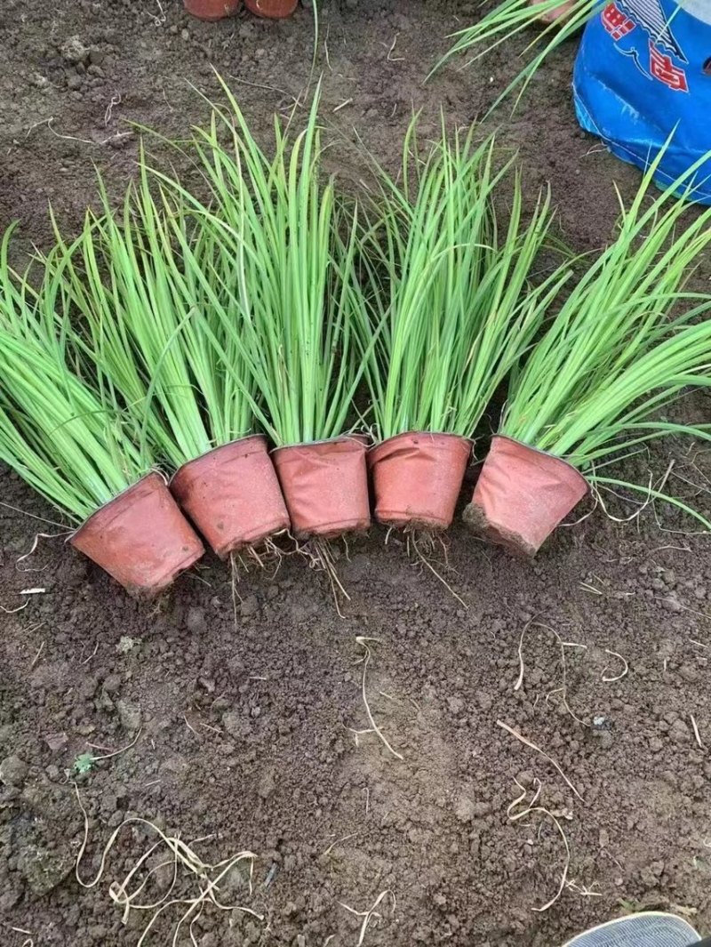 金叶石菖蒲种植基地