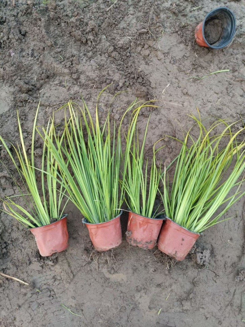 金叶石菖蒲种植基地