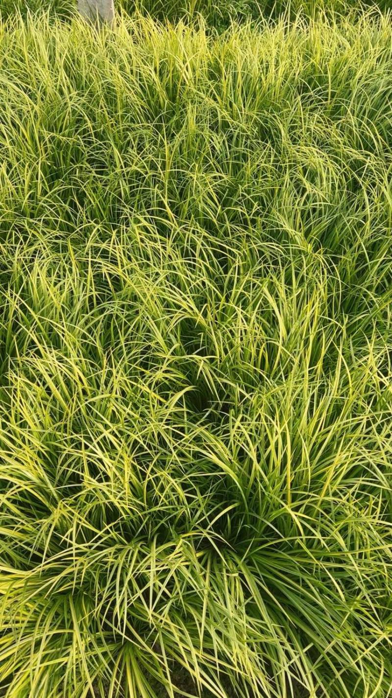金叶石菖蒲种植基地