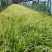 金叶石菖蒲种植基地