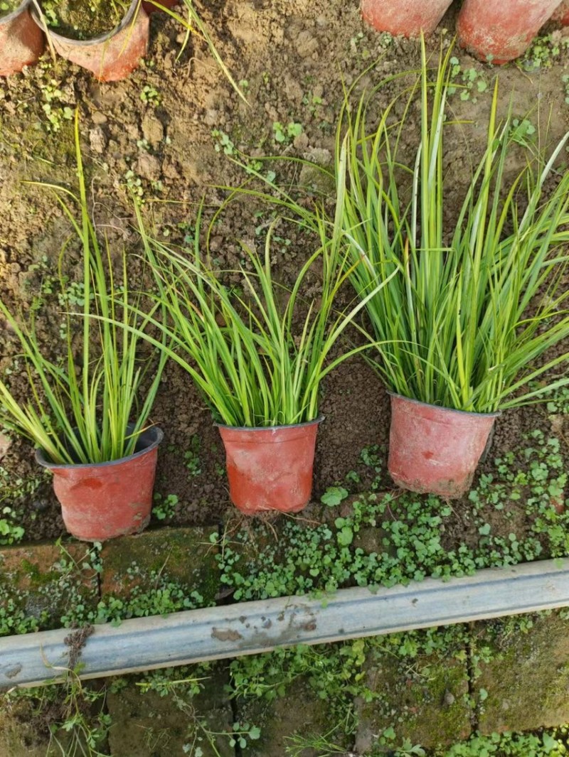 金叶石菖蒲种植基地