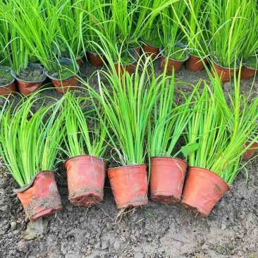 金叶石菖蒲种植基地