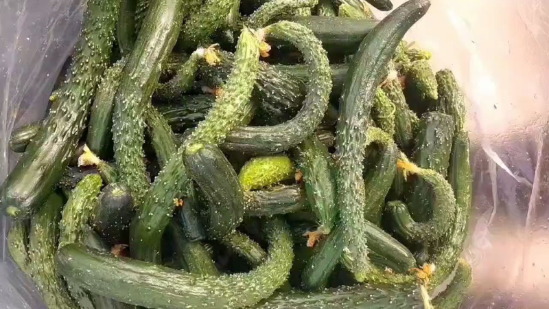 黄瓜扭大量供应