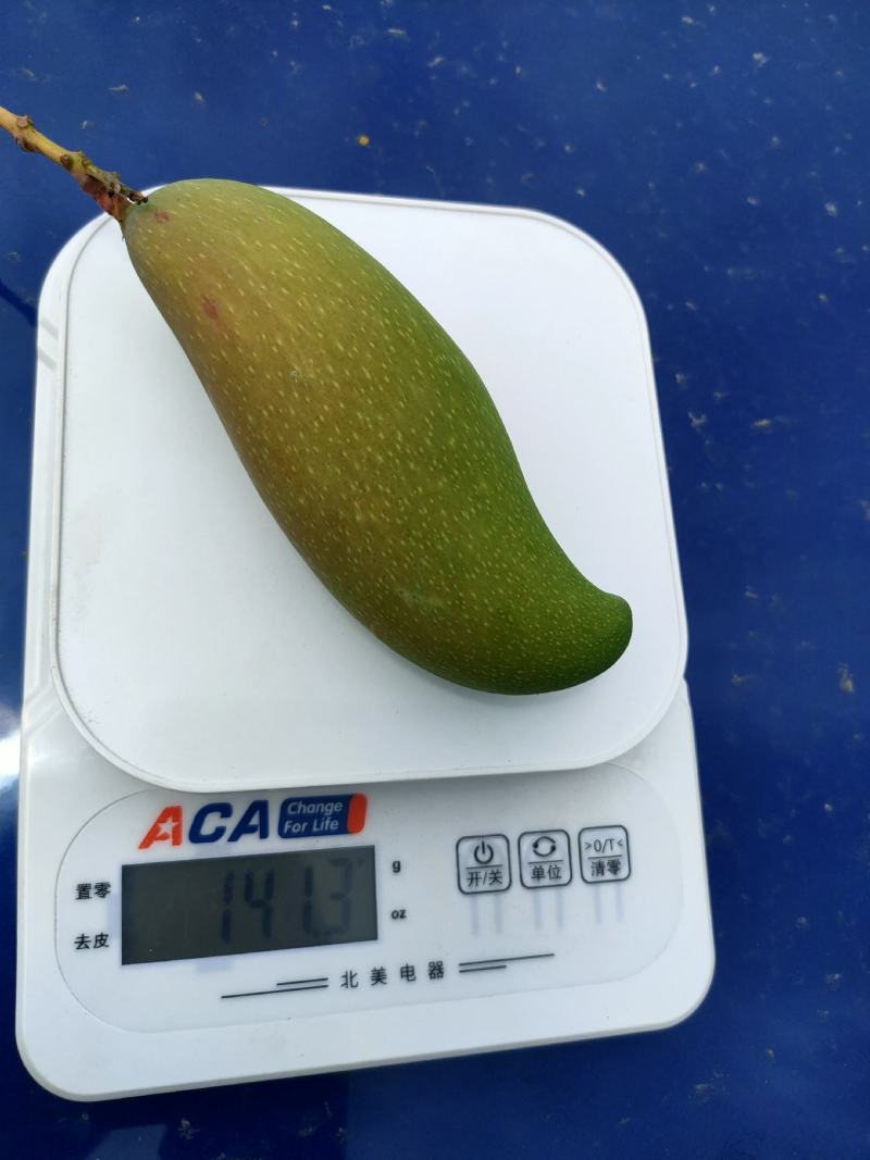 红象牙9号田东县产地直发一手货源欢迎对接