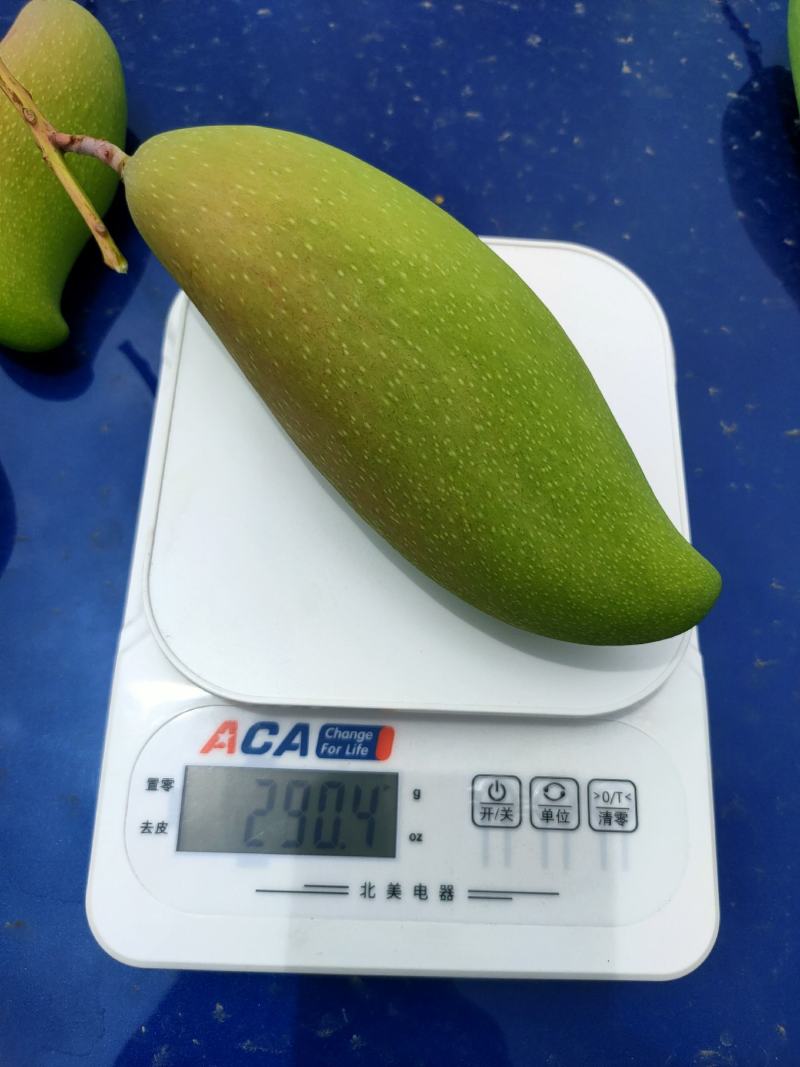 红象牙9号田东县产地直发一手货源欢迎对接