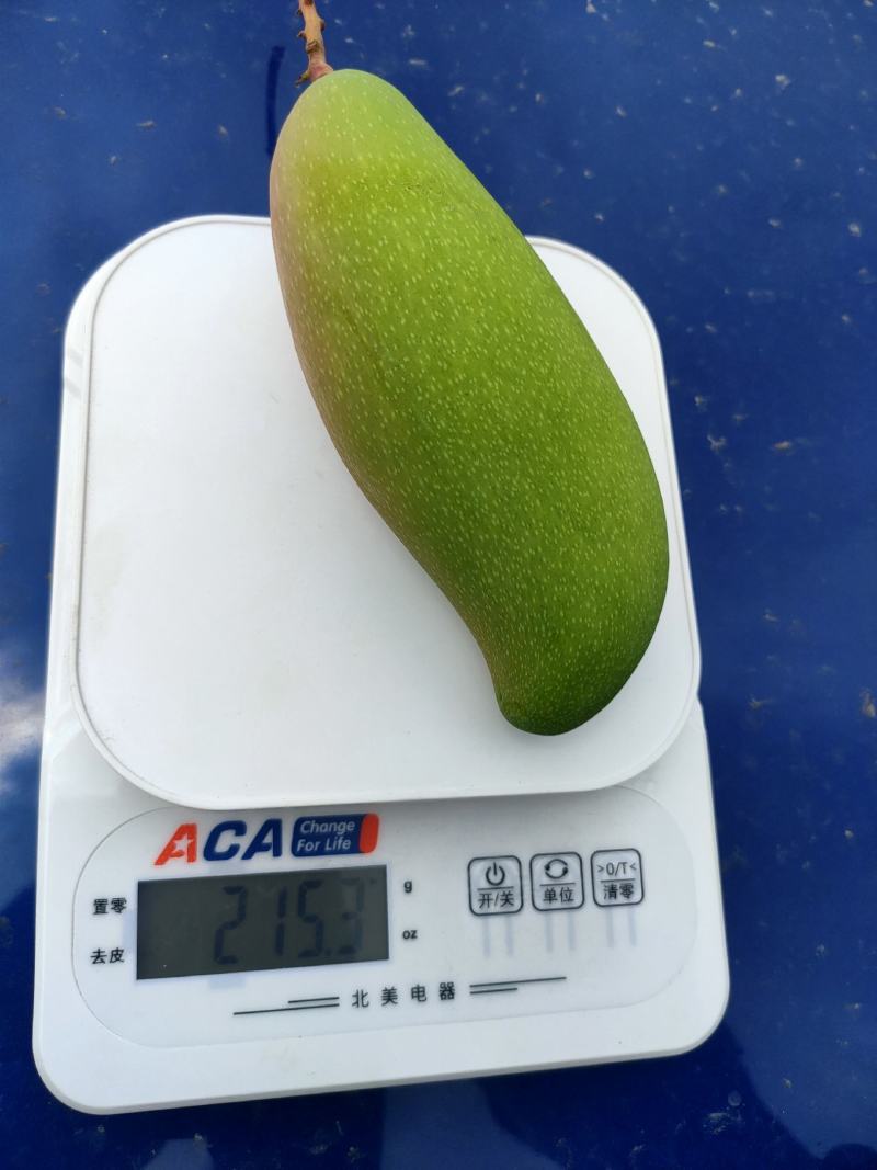 红象牙9号田东县产地直发一手货源欢迎对接