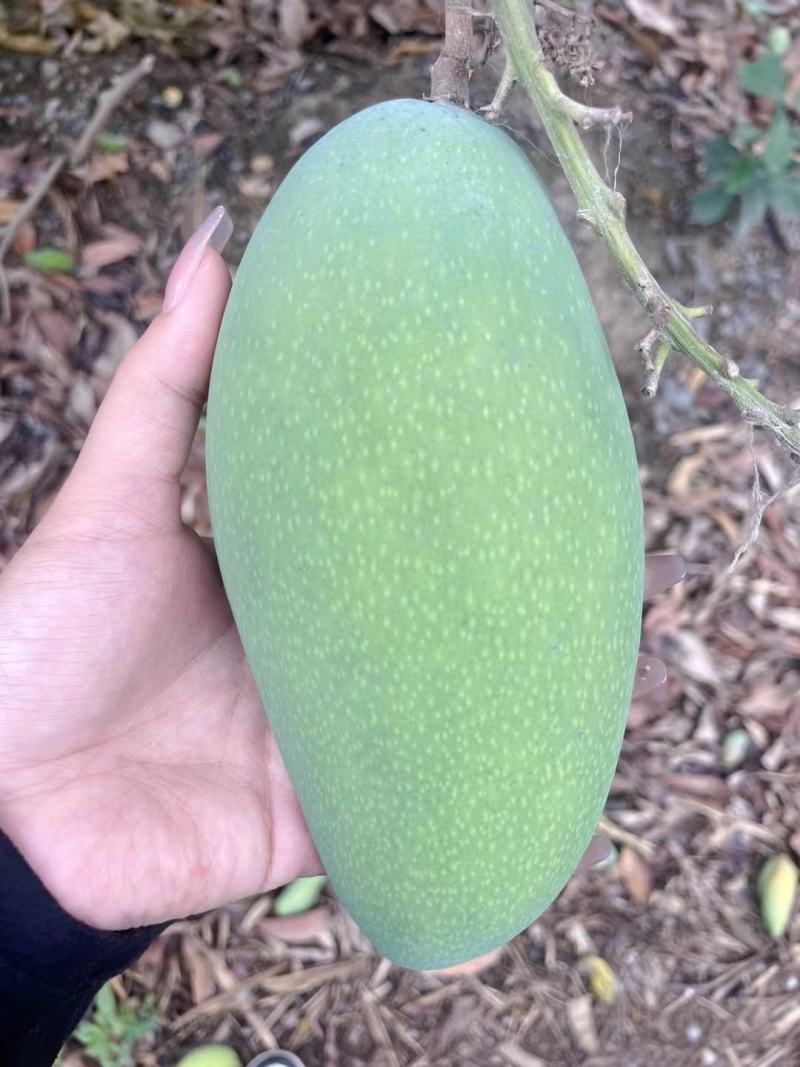金煌大青芒供工厂果肉酸野椒盐电商