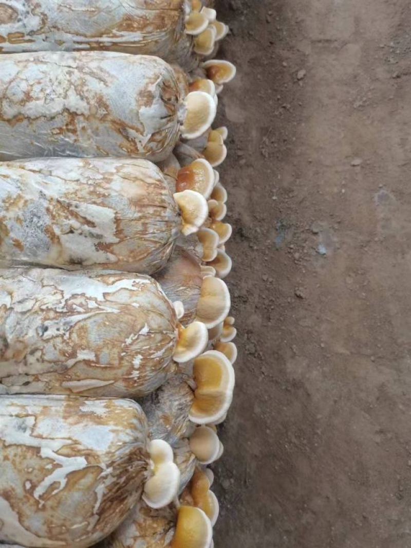 山东冠县优质灵芝菌包菌棒食用菌棒基地常年供应