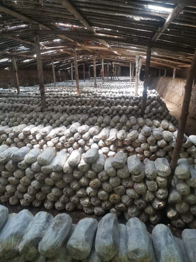 山东冠县优质灵芝菌包菌棒食用菌棒基地常年供应