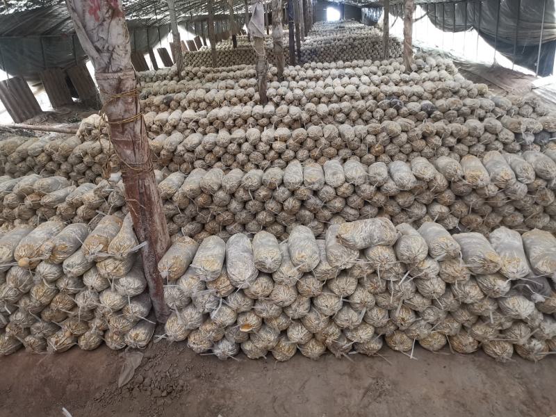 山东冠县优质灵芝菌包菌棒食用菌棒基地常年供应