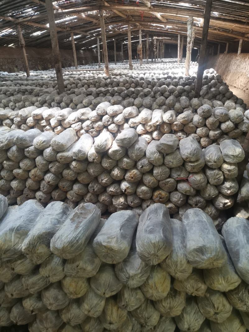 山东冠县优质灵芝菌包菌棒食用菌棒基地常年供应