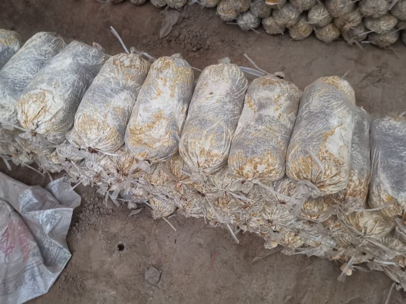 山东冠县优质灵芝菌包菌棒食用菌棒基地常年供应