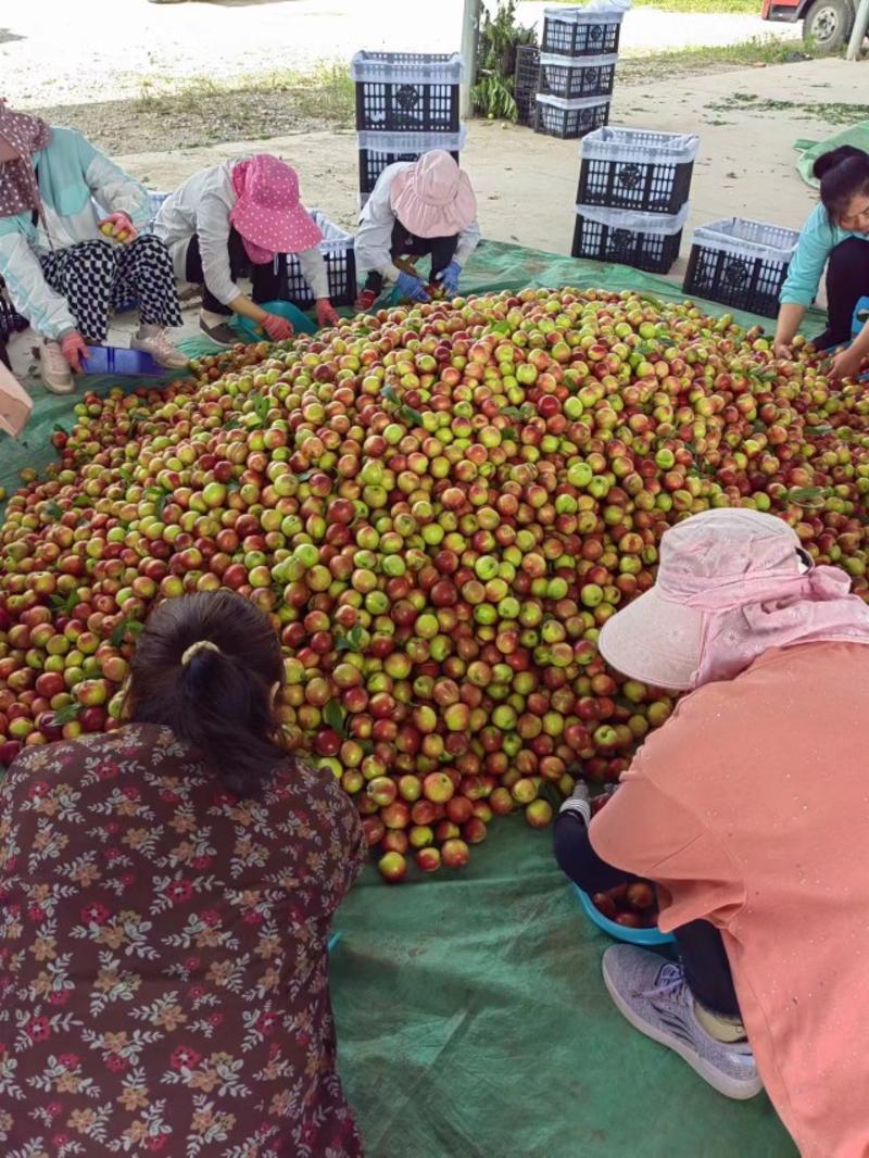 湖北襄阳油桃大量现货供应中，品种齐全，价格实惠